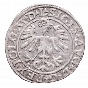 Zygmunt II August, Półgrosz 1564, Wilno, L/LITV