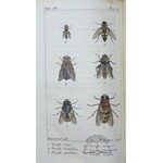 DE TIGNY F. M(artin) G(rostete) T., Histoire naturelle des insectes.