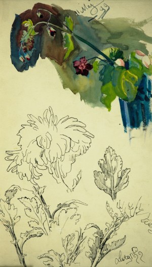 Stanisław Kamocki (1875-1944), Studia gałązki z polnymi kwiatami, chryzantemy, V.XI 1899