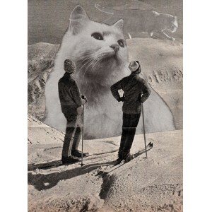 Julia Wakuła, Cats