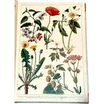 WERMIŃSKI - HISTORYA NATURALNA W OBRAZACH Botanika i mineralogia 269 kolorowanych obrazków 1893r. FOLIO