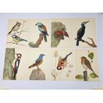 Zestaw pocztówek z serii Ptaki chronione