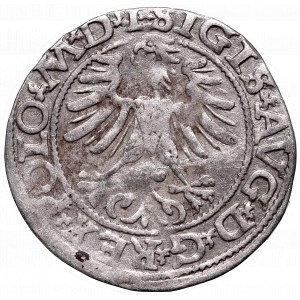 Sigismund II Augustus, Halfgroat 1565, Vilnius