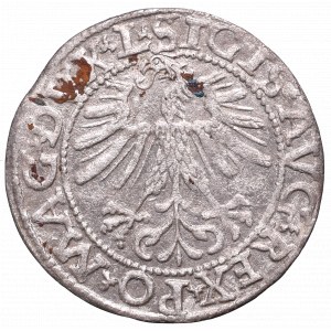 Sigismund II Augustus, Halfgroat 1562, Vilnius