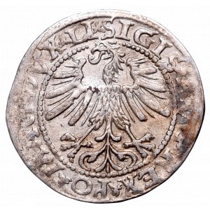 Sigismund II Augustus, Halfgroat 1563, Vilnius