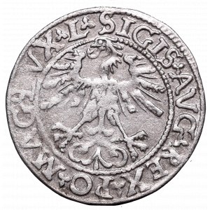 Zygmunt II August, Półgrosz 1562, Wilno - rzadkość ogon w dół L/LITV