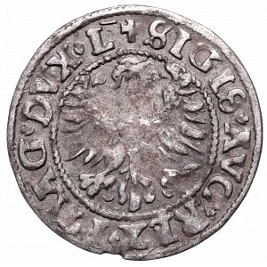 Sigismund II Augustus, Halfgroat 1546, Vilnius