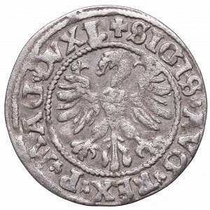 Zygmunt II August, Półgrosz 1546, Wilno - duży orzeł L/LITV