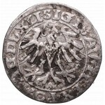 Zygmunt II August, Półgrosz 1557, Wilno - DA/VX
