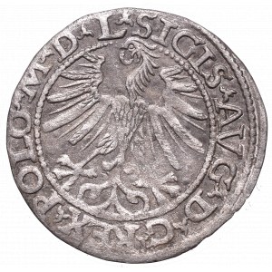 Sigismund II Augustus, Halfgroat 1563, Vilnius