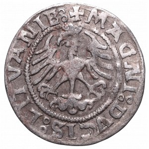 Sigismund I the Old, Halfgroat 1521, Vilnius