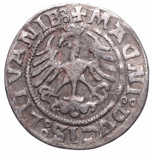 Zygmunt I Stary, Półgrosz 1521, Wilno - SIGISMVNDIE