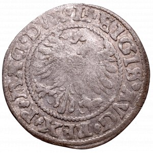 Zygmunt II August, Półgrosz 1545, Wilno - rzadkość L/LITV