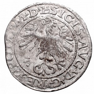 Sigismund II Augustus, Halfgroat 1564, Vilnius