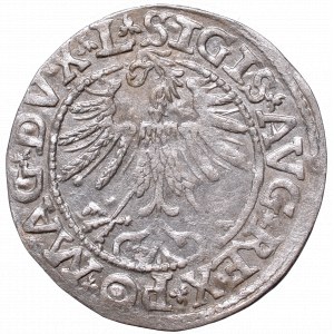 Zygmunt II August, Półgrosz 1563, Wilno, L/LITV