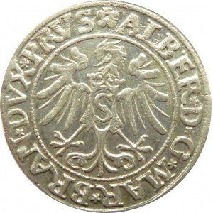 Prusy Książęce, Albrecht, grosz pruski 1535, Królewiec, ładny