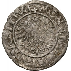 Zygmunt II August, półgrosz 1545, Wilno