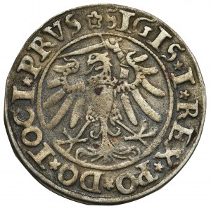 Sigismund I the Old, Grosz 1534 Elbing