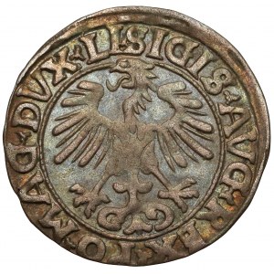 Zygmunt II August, Półgrosz Wilno 1556 - LI