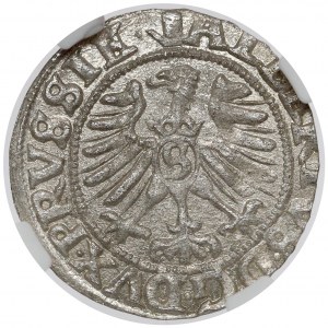 Prusy, Albrecht Hohenzollern, Szeląg Królewiec 1557