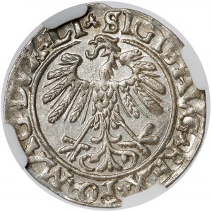 Zygmunt II August, Półgrosz Wilno 1559 - PIĘKNY