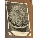 Kaktusy album 200 pocztówek