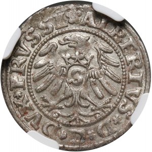Prusy Książęce, Albert Hohenzollern, szeląg 1531, Królewiec