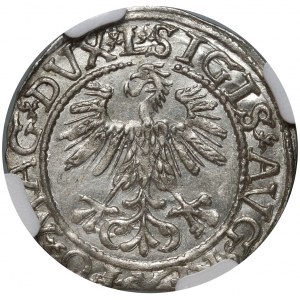 Zygmunt II August, półgrosz 1561, Wilno