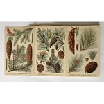 Baume und Straucher [Drzewa i krzewy] Zielnik - zbiór ilustracji
