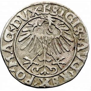 Zygmunt II August, Półgrosz 1556, Wilno - L/LITV
