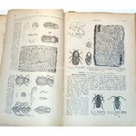 NOWICKI- ZOOLOGIA OBRAZOWA wyd. 1876