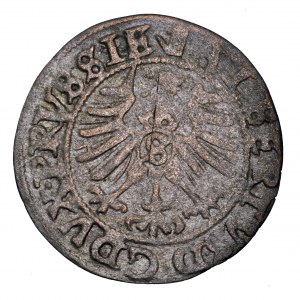 Prusy Książęce, Albrecht Hohenzollern, szeląg 1558, Królewiec
