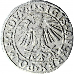 R-, Zygmunt II August, Półgrosz 1548, Wilno, rzymska 1, rzadka końcówka L