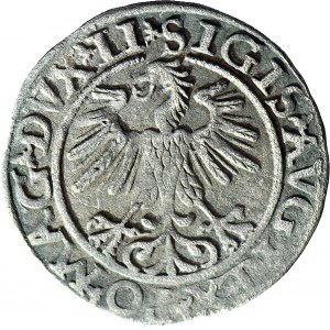 Zygmunt II August, Półgrosz 1560, Wilno, LI