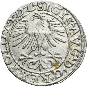 Zygmunt II August, Półgrosz 1564, Wilno, topór, menniczy