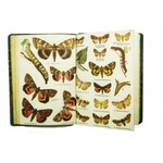 [LEPIDOPTEROLOGIA] Mały atlas motyli i gąsienic część 2