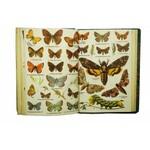 [LEPIDOPTEROLOGIA] Mały atlas motyli i gąsienic część 2