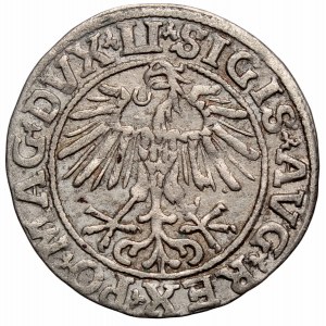 Sigismund II Augustus, Halfgroat 1551, Vilnius - LI/LITVA
