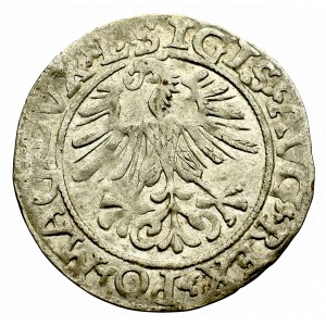 Sigismund II Augustus, Halfgroat 1561, Vilnius