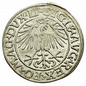 Sigismund II Augustus, Halfgroat 1548, Vilnius