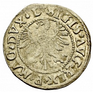 Sigismund II Augustus, Halfgroat 1546, Vilnius