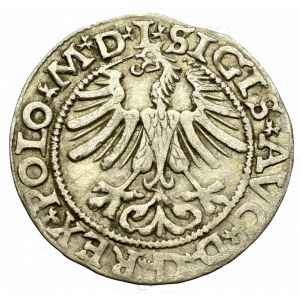 Sigismund II Augustus, Halfgroat 1565, Vilnius