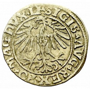 Sigismund II Augustus, Halfgroat 1550, Vilnius