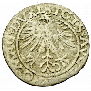 Sigismund II Augustus, Halfgroat 1562, Vilnius