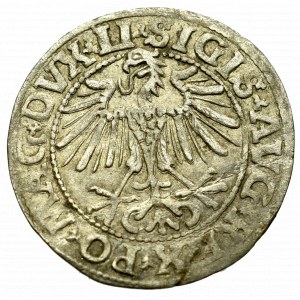 Zygmunt II August, Półgrosz 1549 Wilno - LI/LITVA