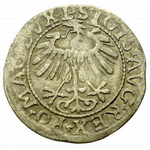 Zygmunt II August, Półgrosz 1557, Wilno - L/LITV