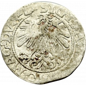 Sigismund II Augustus, Halfgroat 1559, Vilnius