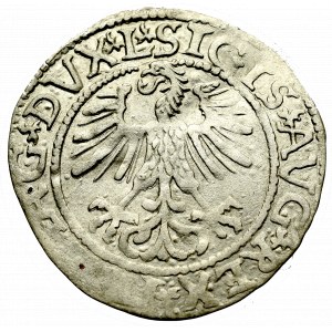 Zygmunt II August, Półgrosz 1561, Wilno - L/LITV