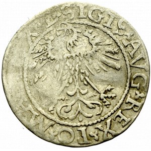 Zygmunt II August, Półgrosz 1562, Wilno - L/LITVA