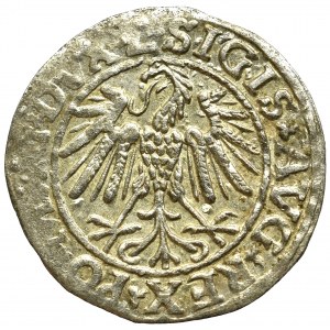 Zygmunt II August, Półgrosz 1547, Wilno - L/LITVA